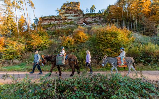 Wandern mit Eseln - PFALZBLICK WALD SPA RESORT