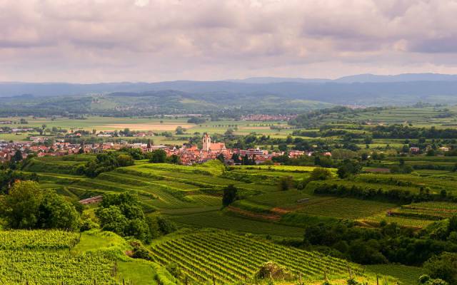Ausblick auf die pfälzer Weinregion