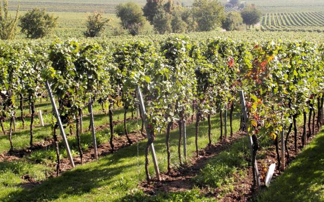 Weinreben in der Pfalz 