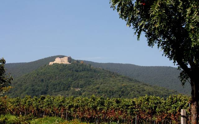 Weinreben und Burgen im Pfälzerwald