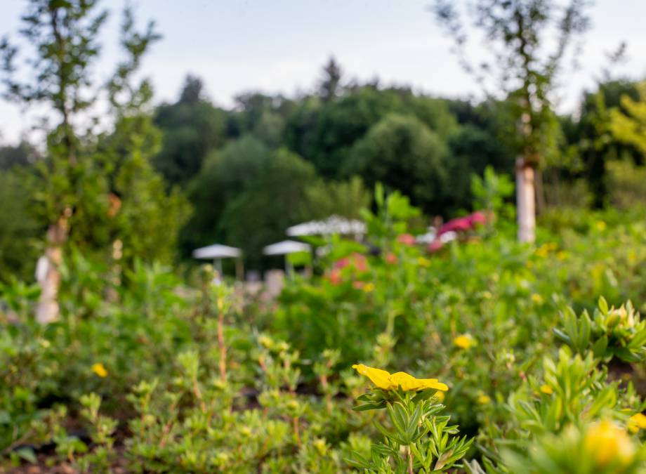 Sommerzeit in der Pfalz! Symbolfoto