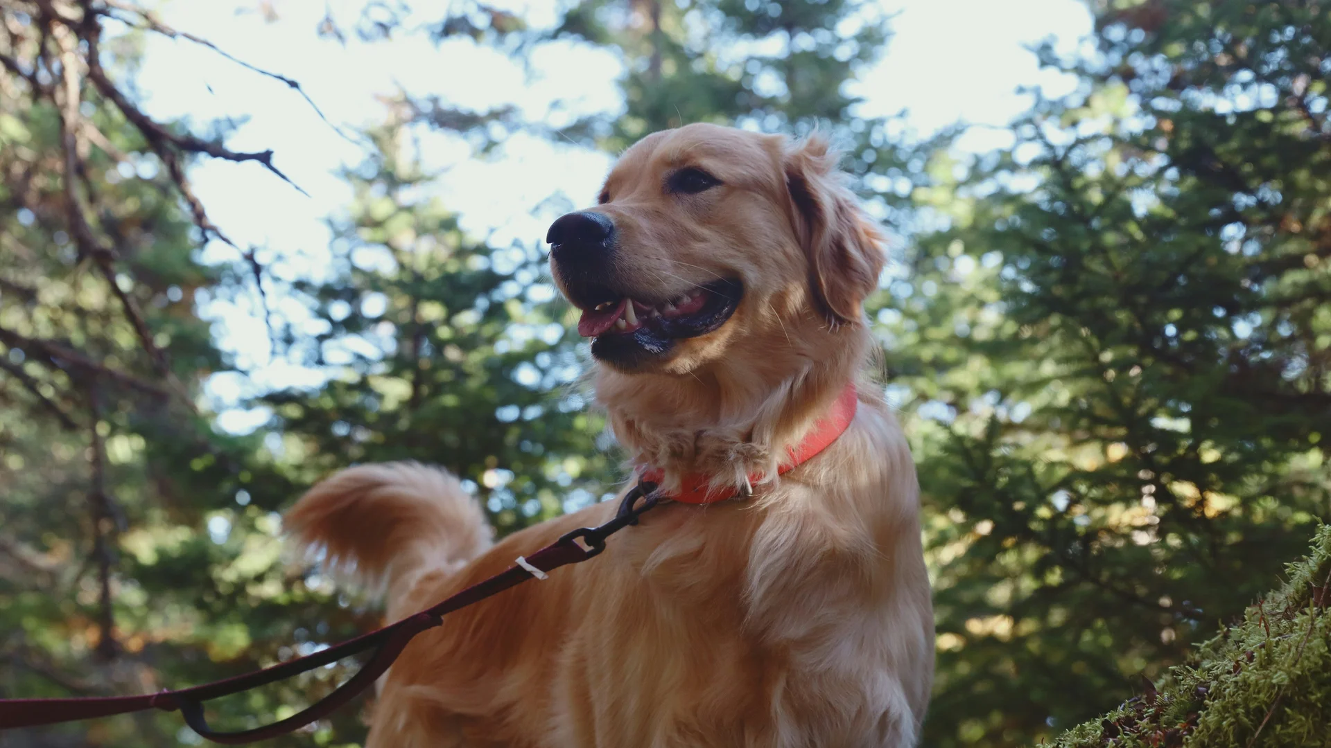 Goldener Retriever mit rotem Halsband an der Leine im Wald