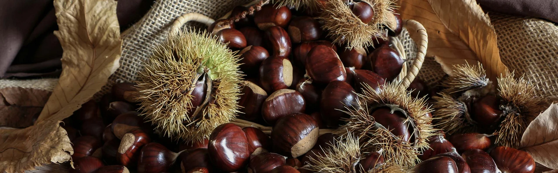 Kastanien mit stacheligen grünen Hüllen und getrockneten Blättern