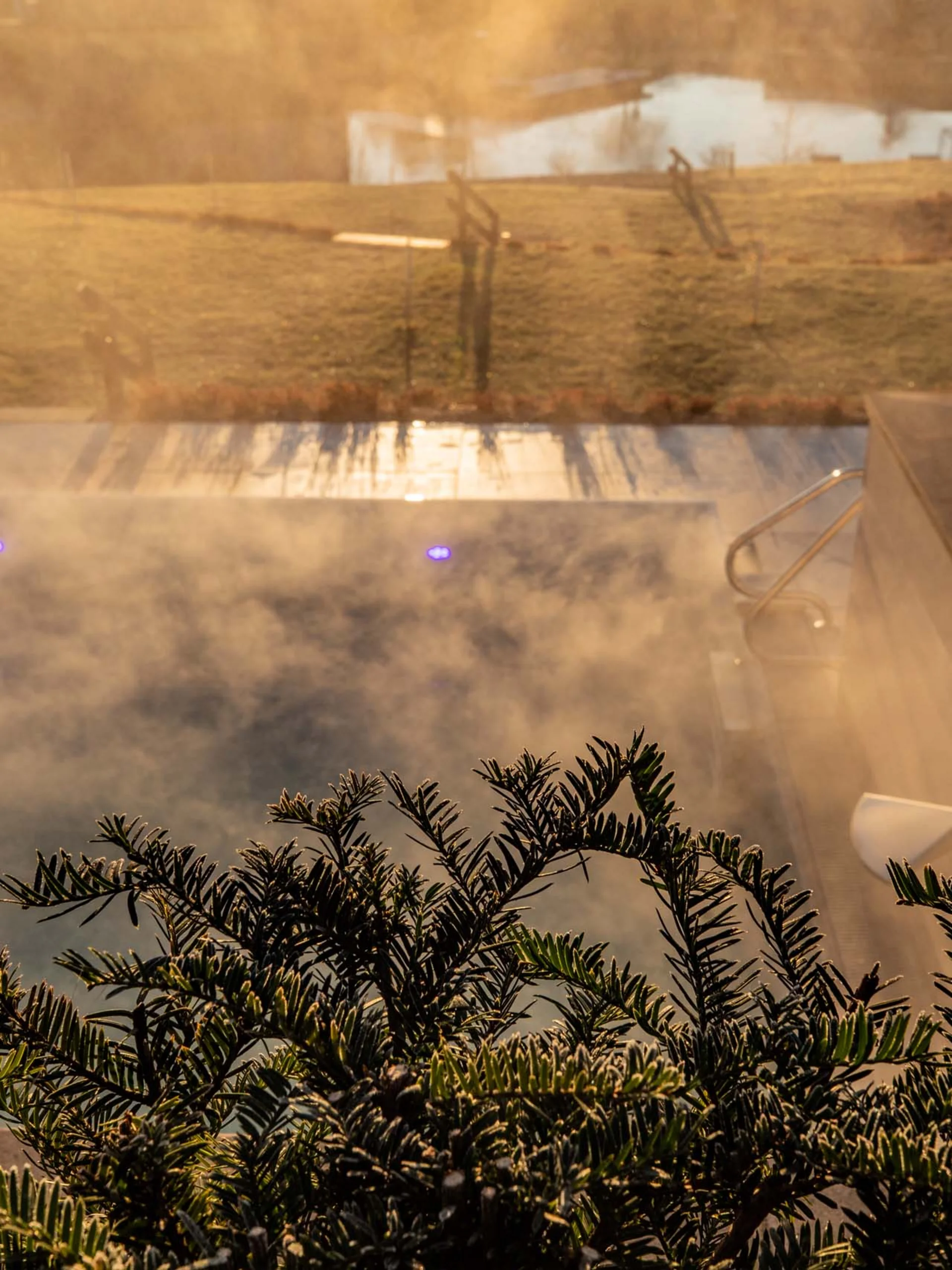 Longevity Urlaub in der Pfalz | Pfalzblick Dampfbad mit Pflanzen im Vordergrund und sonnigem Garten im Hintergrund