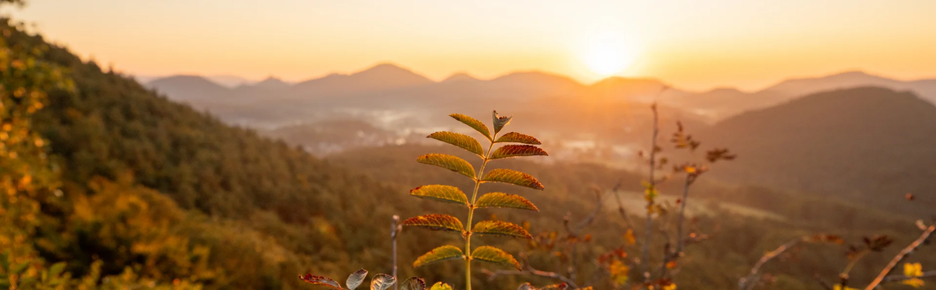 Autorin: Dorothee Leßmeister Sonnenaufgang über bewaldeten Hügeln mit Pflanzen im Vordergrund