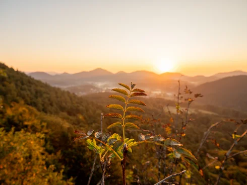 Sonnenaufgang über bewaldeten Hügeln mit Pflanzen im Vordergrund