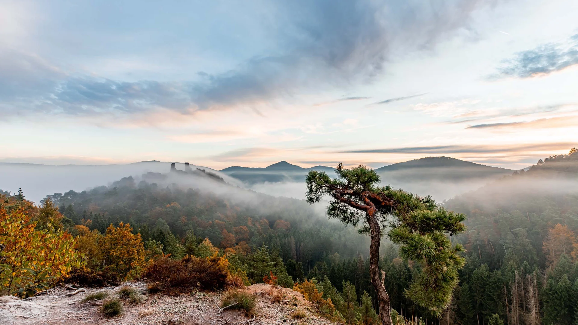 Neblige Herbstlandschaft mit Bergen, Wald und einem einzelnen gekrümmten Baum