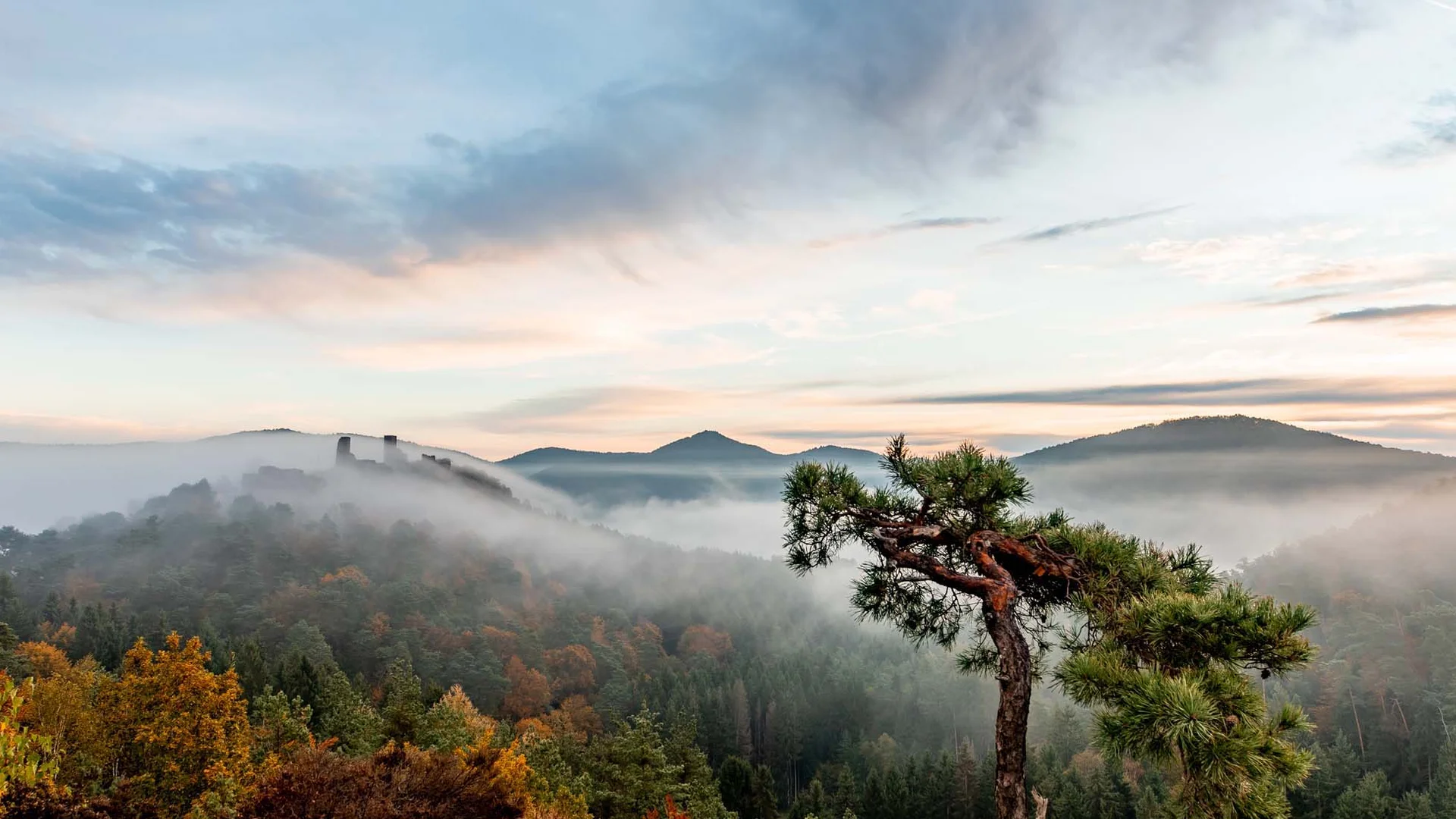 Neblige Herbstlandschaft mit Bergen, Wald und einem einzelnen gekrümmten Baum