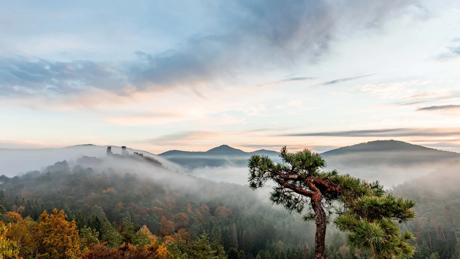 Neblige Herbstlandschaft mit Bergen, Wald und einem einzelnen gekrümmten Baum