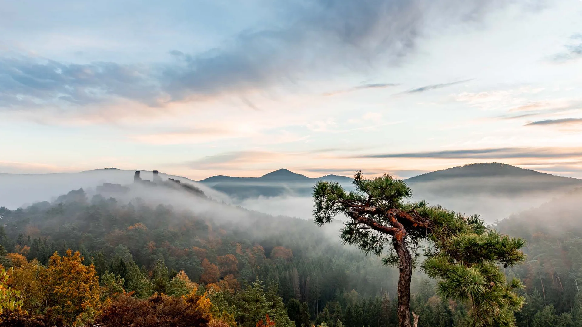 Neblige Herbstlandschaft mit Bergen, Wald und einem einzelnen gekrümmten Baum