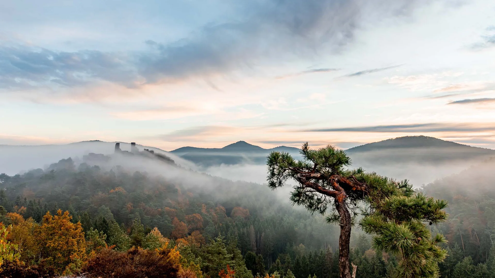 Neblige Herbstlandschaft mit Bergen, Wald und einem einzelnen gekrümmten Baum