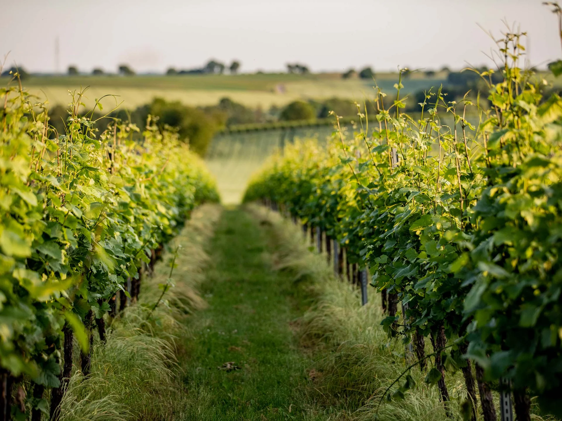Weinprobe mit Übernachtung in der Pfalz | Pfalzblick Blick auf einen grünen Weinberg mit Reihen von Reben im Sommer