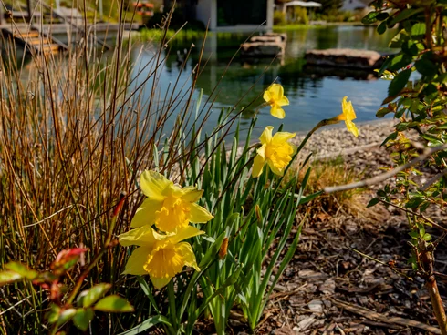 Ihr Hotel im Dahner Felsenland: Pfalzblick Wald Spa Resort