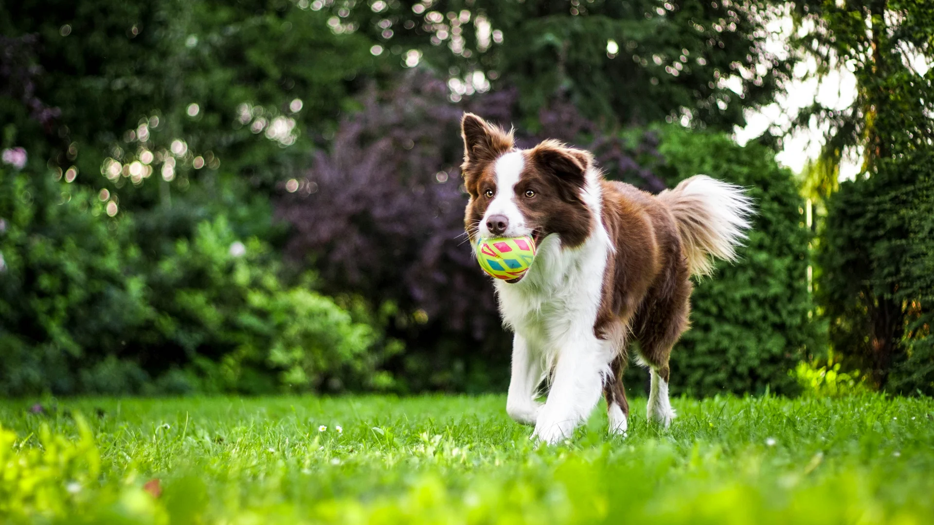 Wellnesshotel für Urlaub mit Hund in der Pfalz Brauner und weißer Hund mit Ball im Maul läuft auf grünem Gras im Garten